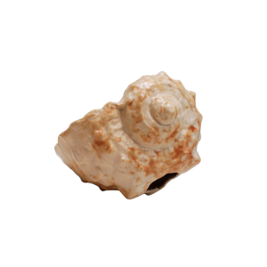 Bougie parfumée en céramique coquillage